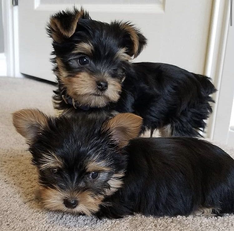 0174c6e7286f68a900801802933c3c5c