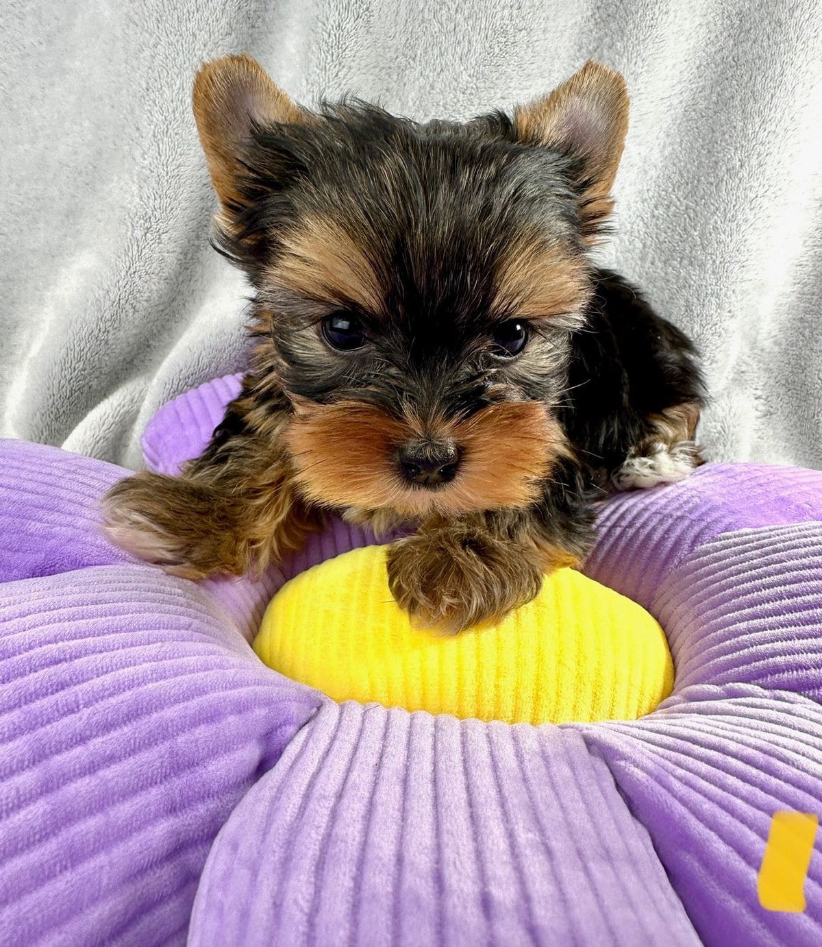 0187a47c55930223a75f800c57b74a3e