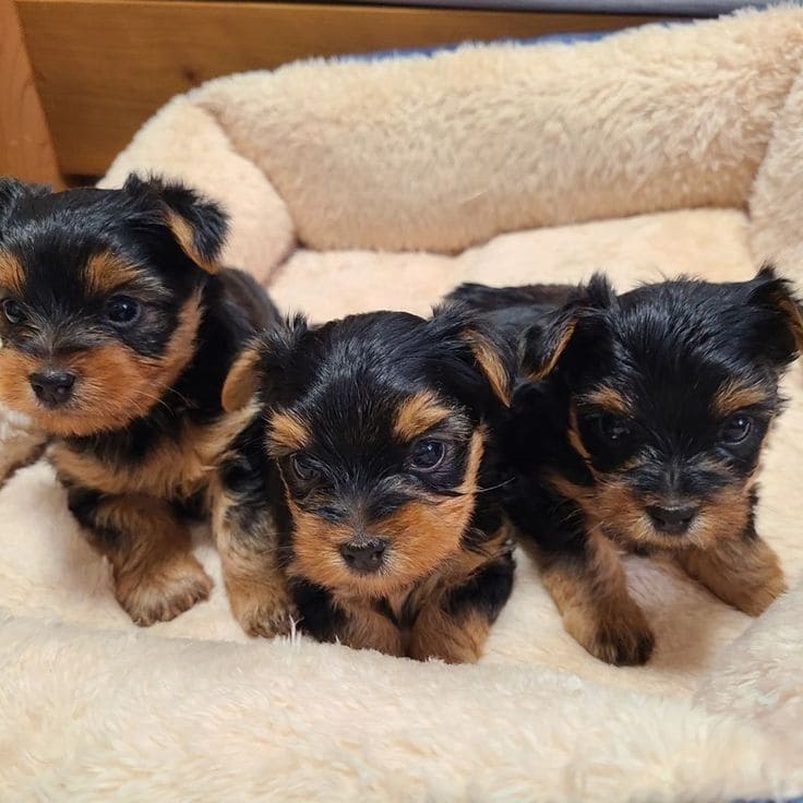 414c771ba564353f7176b27e099ad091