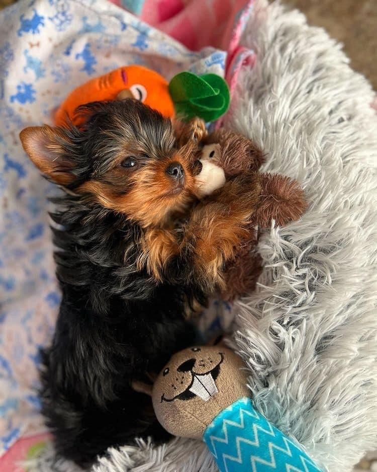 7515c0f7c4bf9ccca507afa31a5dc305