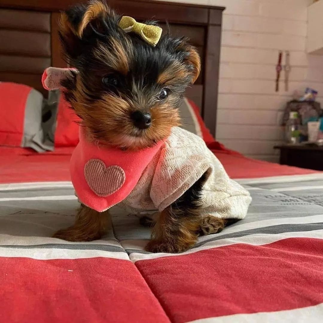 c7bc60b9f48bd1f426b9ba7779350db8